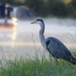 Heron standing on the grass bank of a river