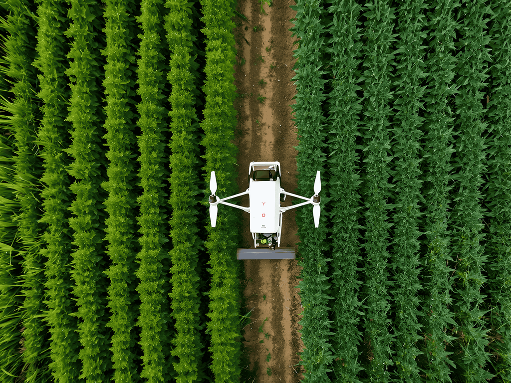 Aerial view of an agricultural drone travelling between rows of crops in a field.
